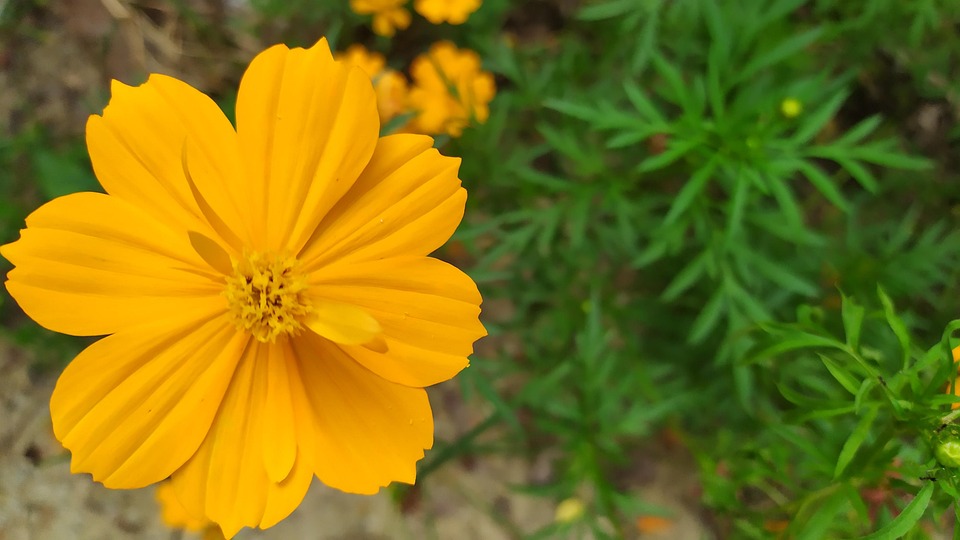 Burning Sun Cosmos - Free photo on Pixabay - Pixabay