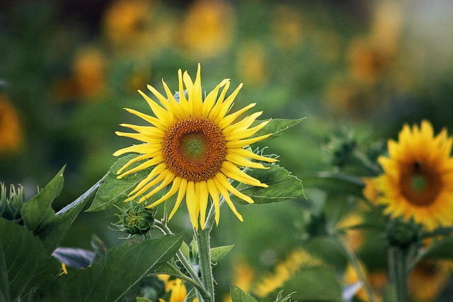 Sonnenblume, Blume, Feld, Gelbe Blume
