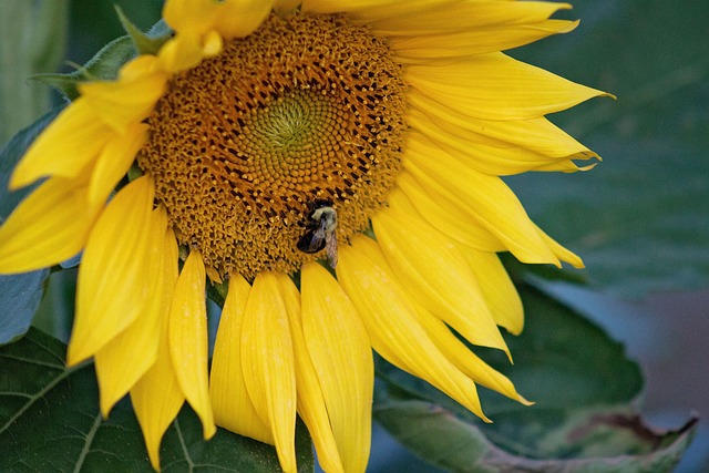 Sonnenblume, Blume, Bienen, Hell, Pollen