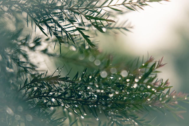 Free Tree Branches photo and picture