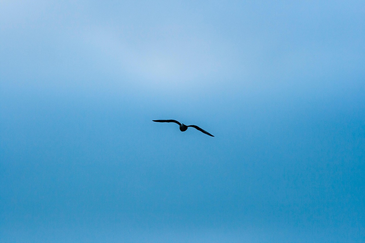 Vogel Luft Natur - Kostenloses Foto auf Pixabay - Pixabay