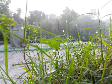Free Natural Grass photo and picture
