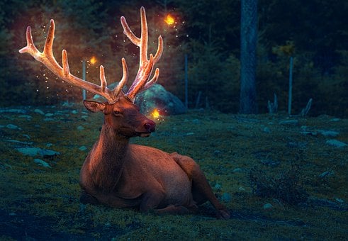 Free Deer Animal illustration and picture