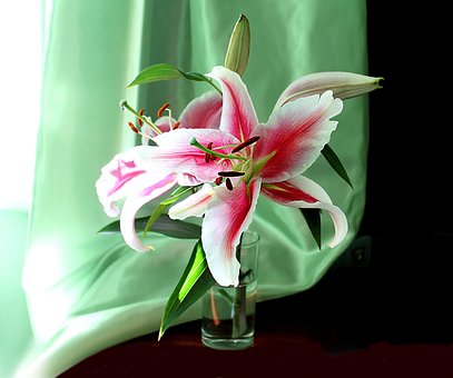 Free Still Life Lily photo and picture
