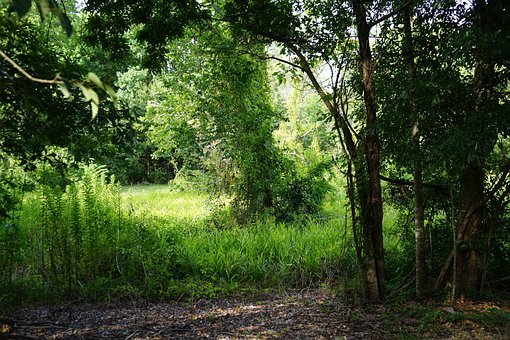 Free Tree Outside photo and picture
