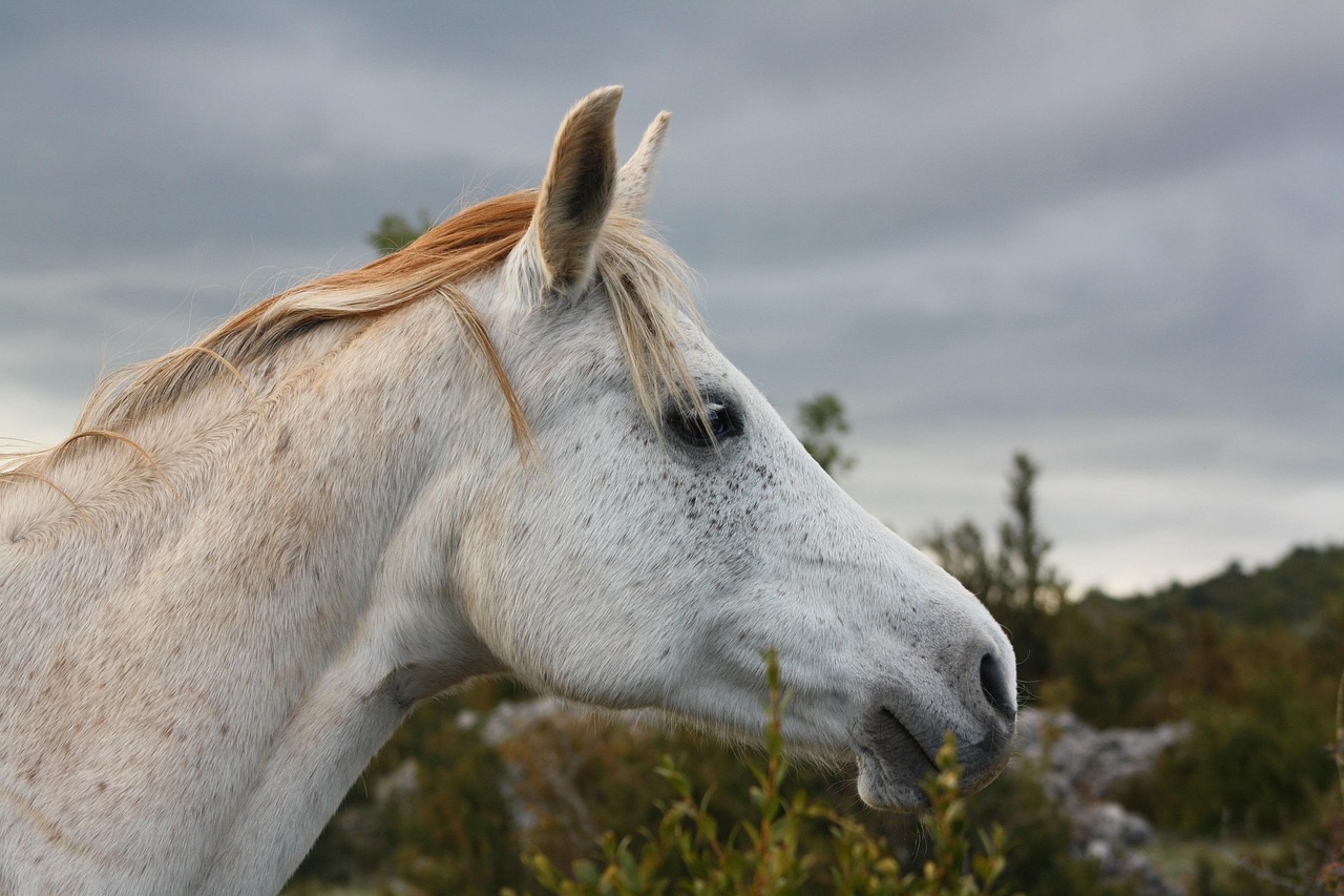 Plus De 100 000 Photos Gratuites De Cheval Sauvage Et De Cheval Pixabay Plus De 100 000 Photos Gratuites De Cheval Sauvage Et De Cheval Pixabay