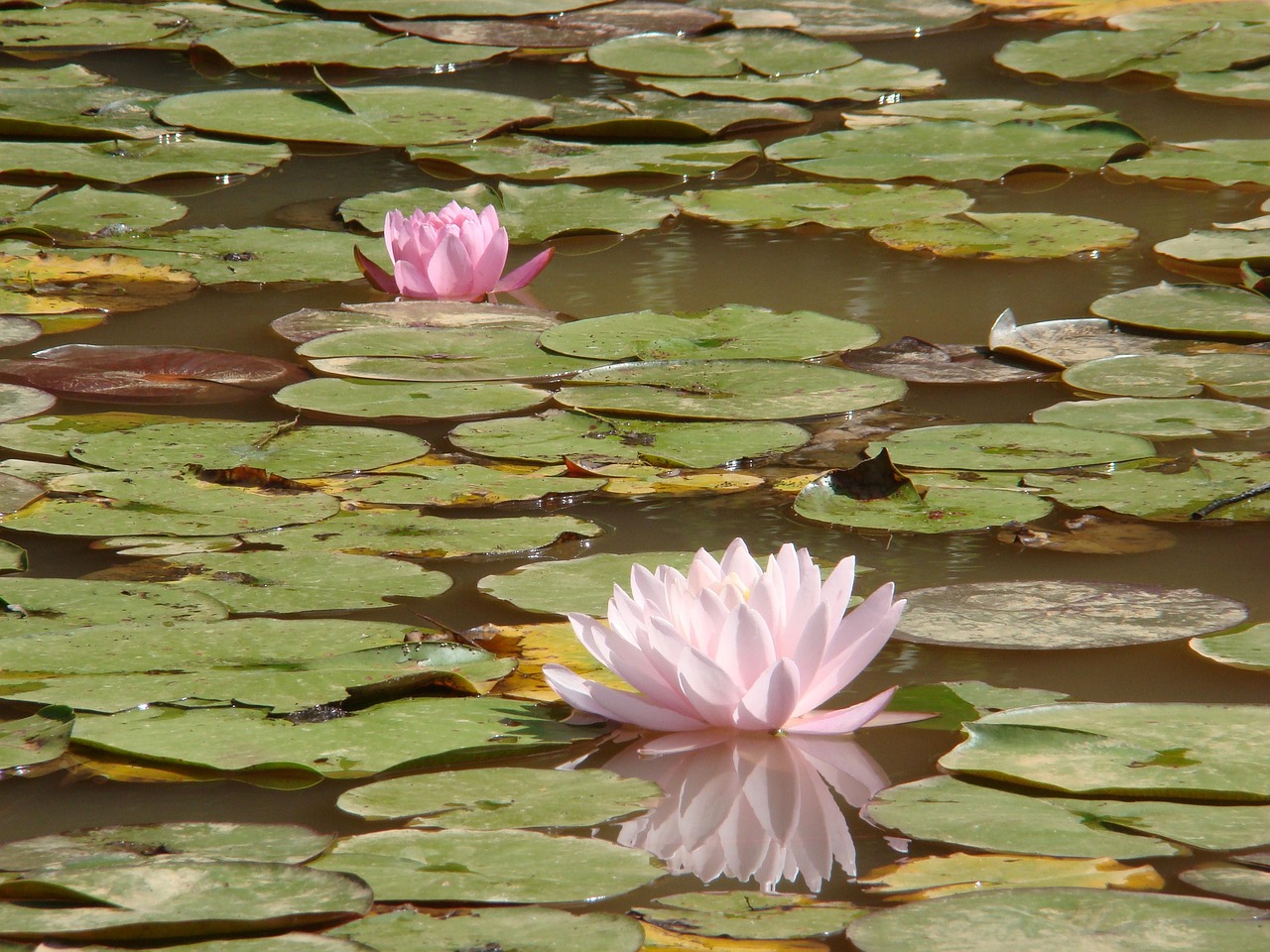 Lilypad Water Pond Free Photo On Pixabay Pixabay Lilypad Water Pond Free Photo On Pixabay Pixabay