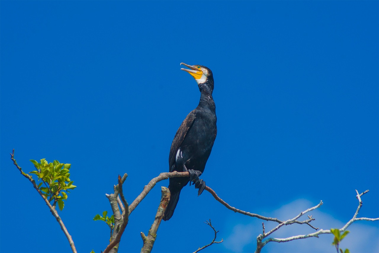 鸬鹚 鸟 枝杈 - Pixabay上的免费照片 - Pixabay