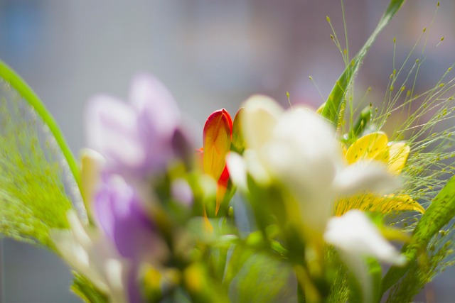 Freesia, Bukett, Blomster, Blomst