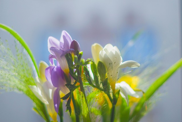 Freesia, Bukett, Blomster, Blomst