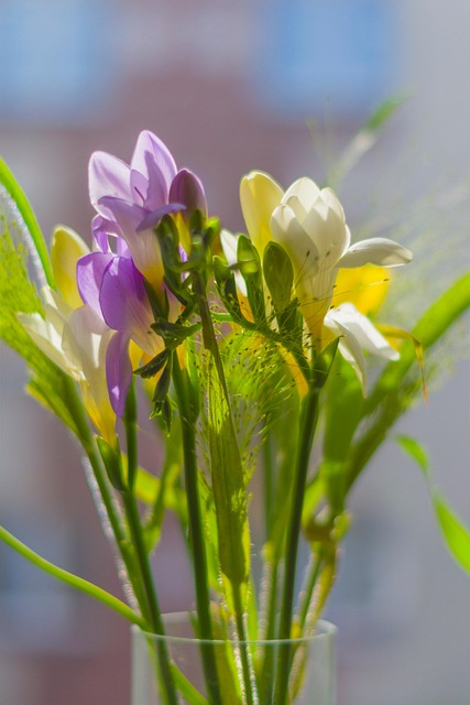 Freesia, Bukett, Blomster, Blomst