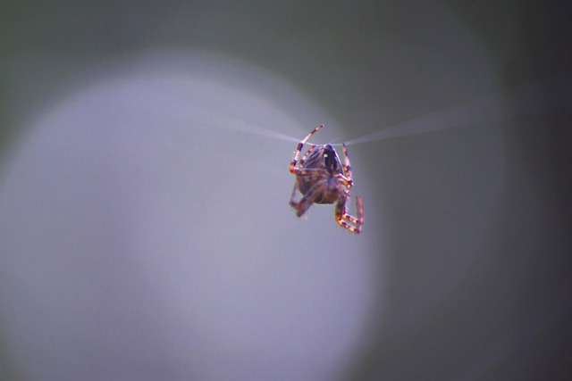 Edderkopp, Arachnid, Bille, Insekt