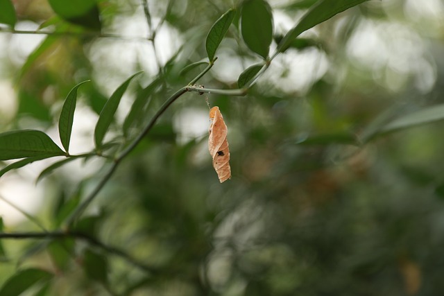 Herbst, Hintergrundbilder