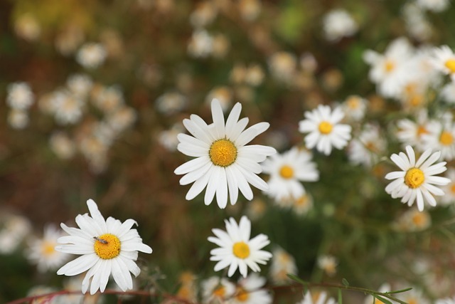 Blumen, Gänseblümchen, Weiße Blumen