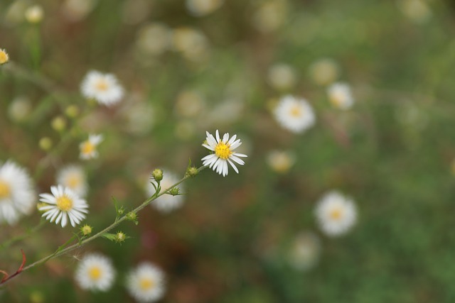 Blume, Ei Blume, Herbst, Hd-Hintergrund