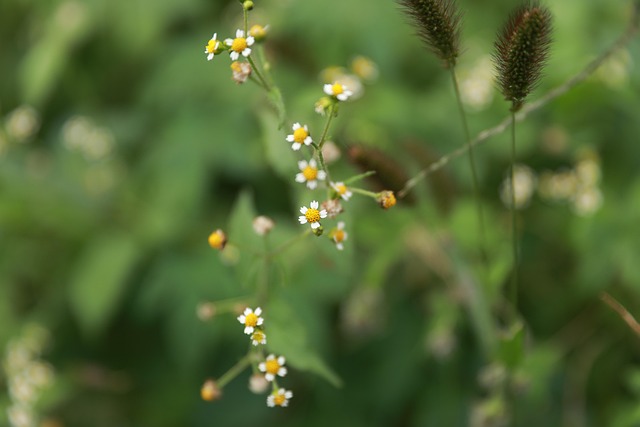 Blume, Klein, Herbst, Hintergrundbilder