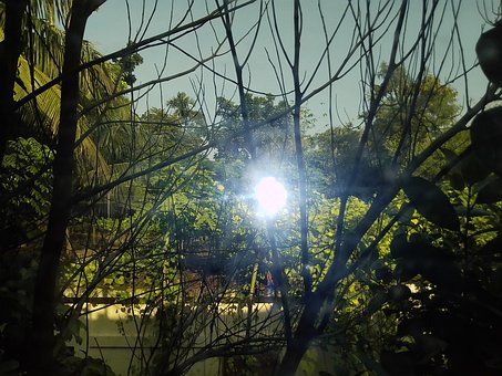 Free Natural Trees photo and picture