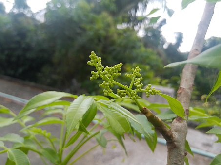 Free Wild Mango Mango Flawar photo and picture