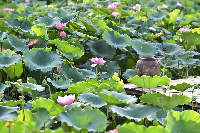 Fleur De Lotus Rose Le Lac - Photo gratuite sur Pixabay - Pixabay