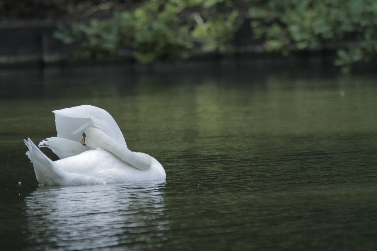 Swan Pond Bird White Free photo on Pixabay Pixabay
