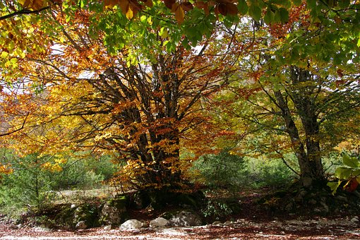 Free Autumn Beeches photo and picture