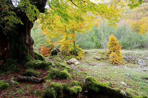 Free Autumn Colors Of The Soul photo and picture