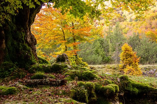 Free Autumn Colors Of The Soul photo and picture