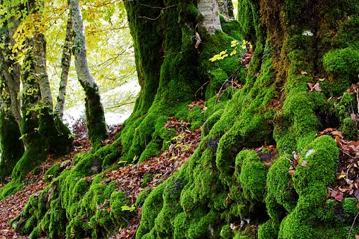 Free Undergrowth Moss photo and picture