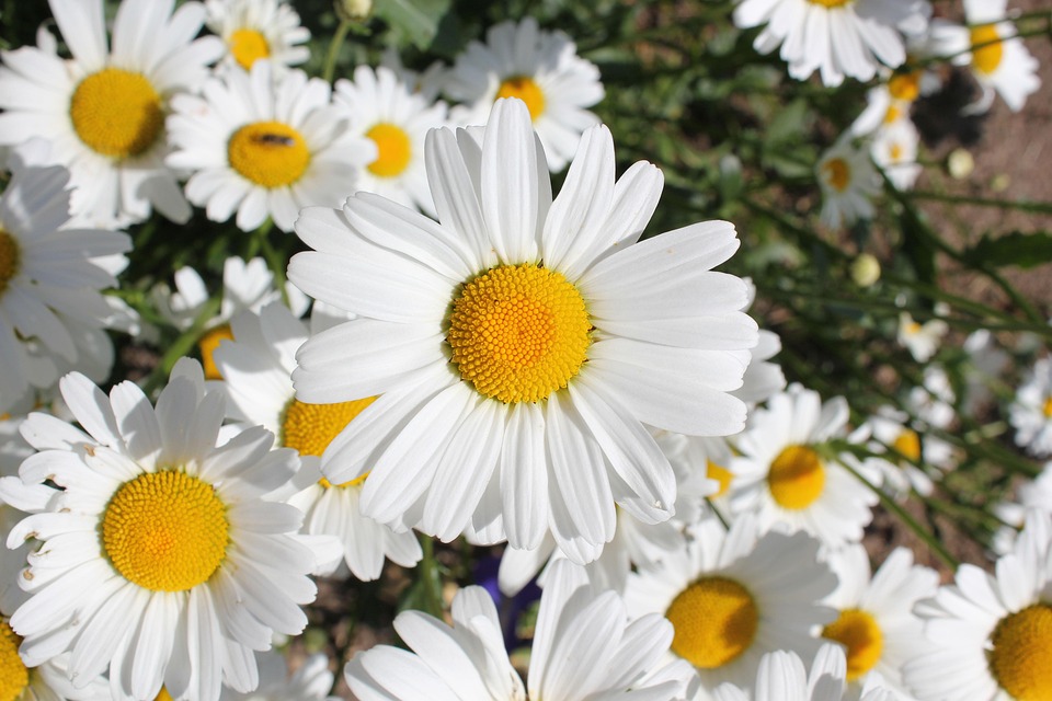 Marguerite coeur rose