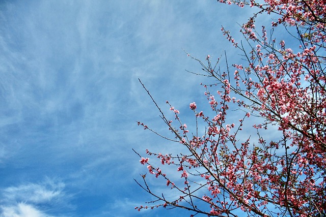 Céu, Azul, Nuvens, Florescer, Espaço