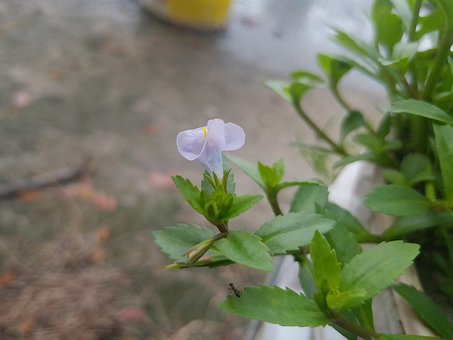Free Grass Flower Grass photo and picture