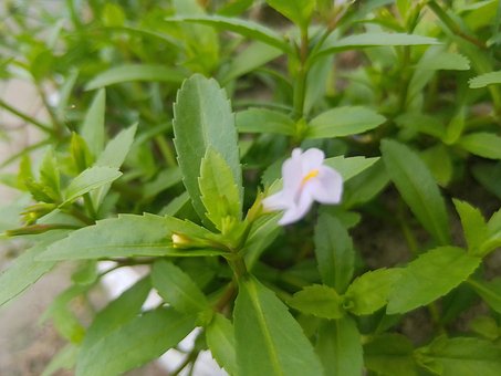 Free Grass Flower Grass photo and picture