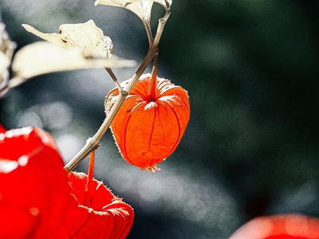 Free Lampion Flower Blossom photo and picture