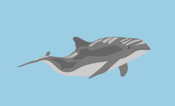 7+ Free Porpoises &amp; Dolphin Illustrations - Pixabay