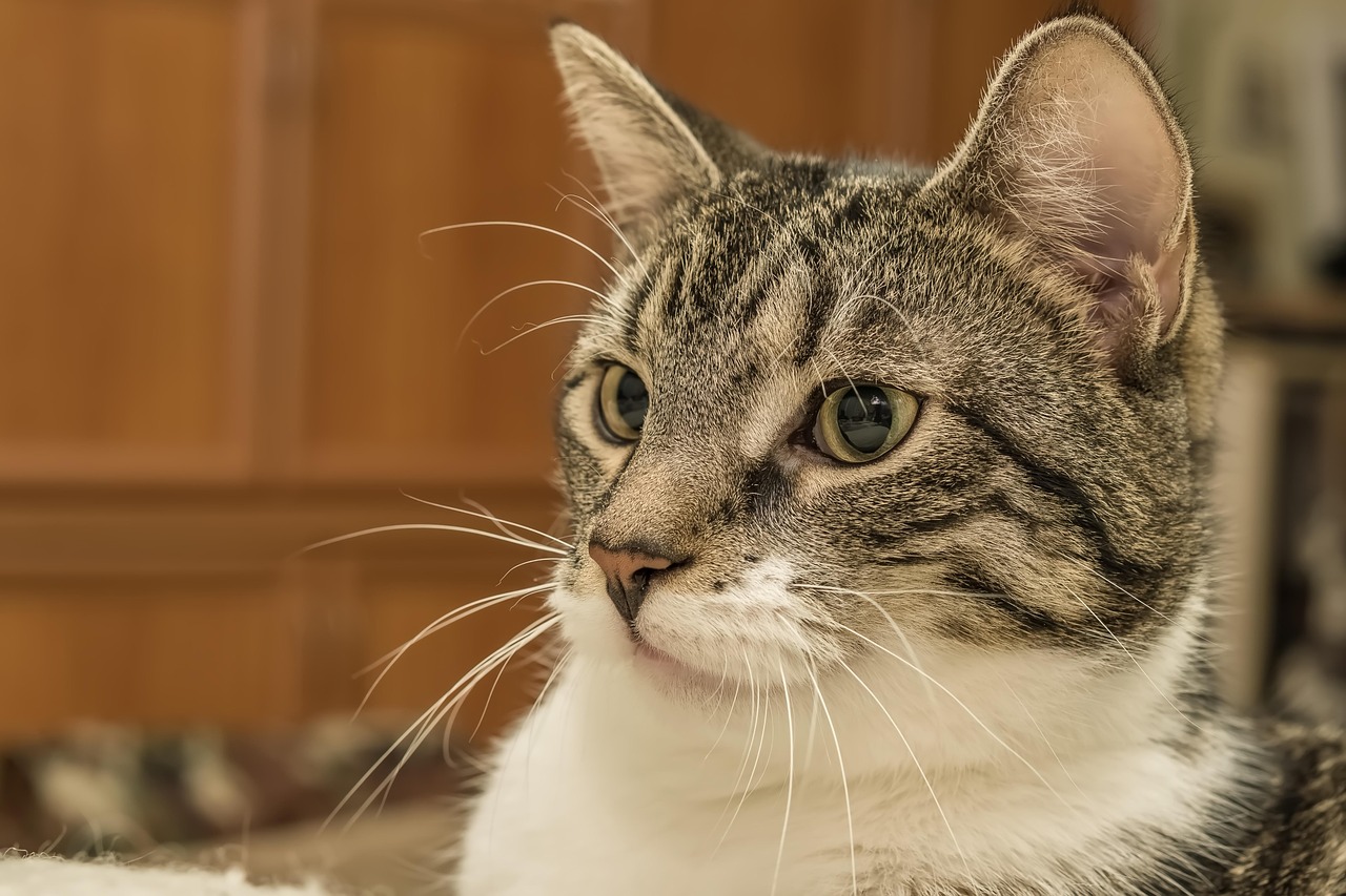猫 宠物 动物 - Pixabay上的免费照片 - Pixabay