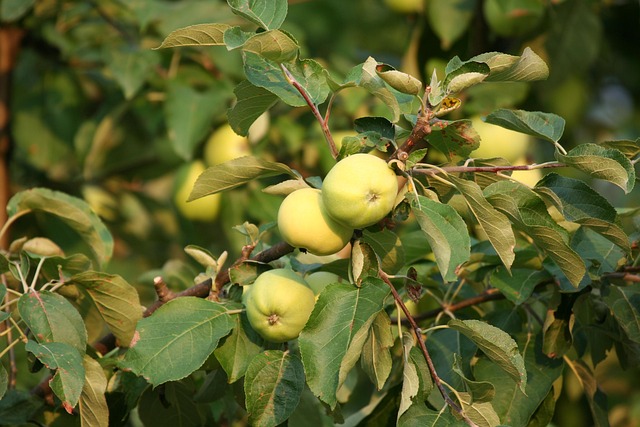 Free Tree Apples photo and picture