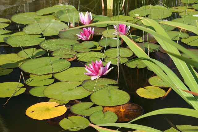 Free Water Lilies Lotus Flowers photo and picture