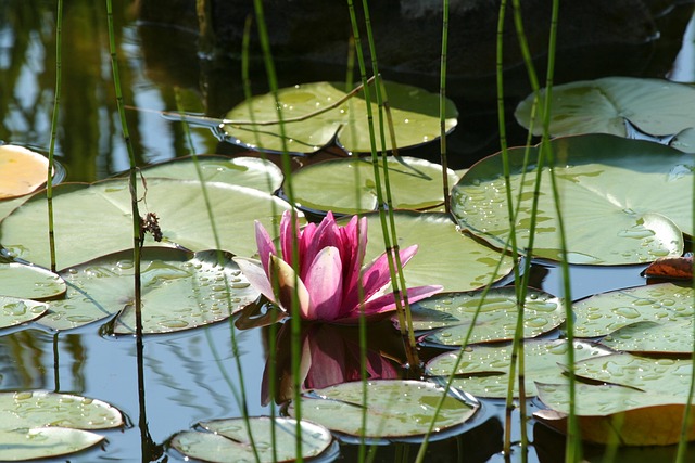Free Water Liliy Lotus Flower photo and picture