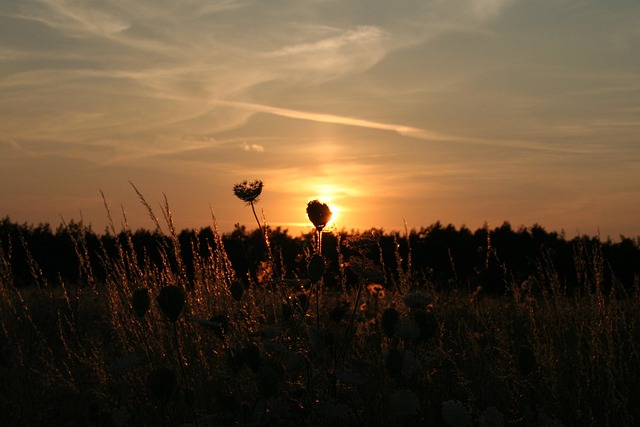 Free Sunset Forest photo and picture
