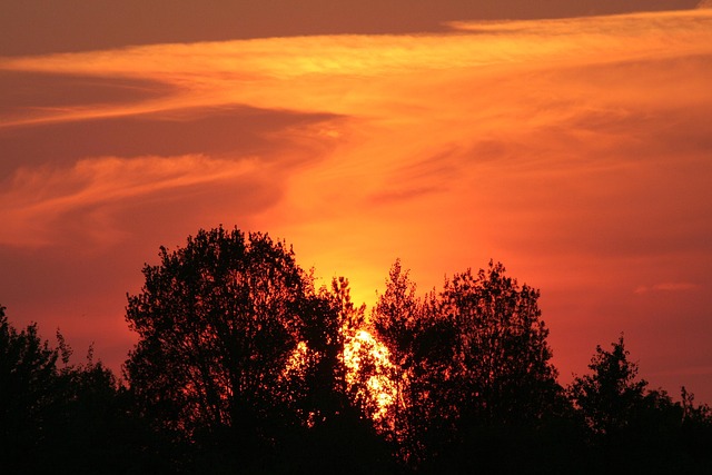 Free Sunset Tree photo and picture