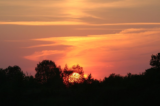 Free Sunset Trees photo and picture