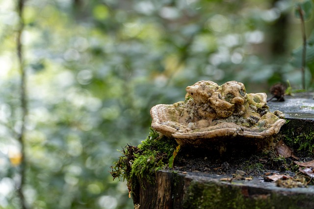 Free Forest Mushroom photo and picture