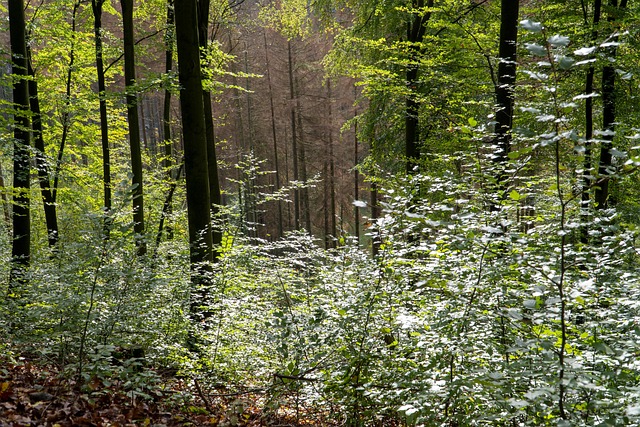 Free Forest Glade photo and picture
