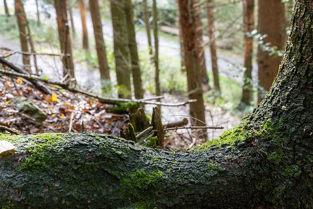 Free Forest Root photo and picture