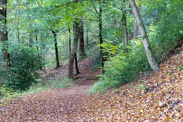 Free Forest Forest Path photo and picture