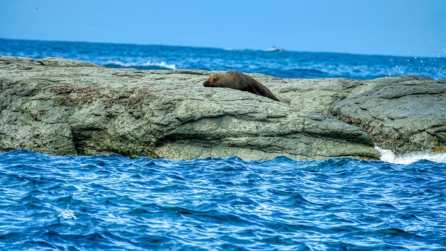 Sea Lion Coast - Free photo on Pixabay - Pixabay