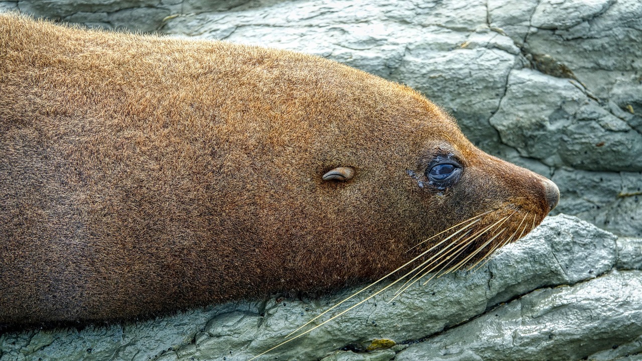 Seal Lion Animal Coast Free photo on Pixabay Pixabay