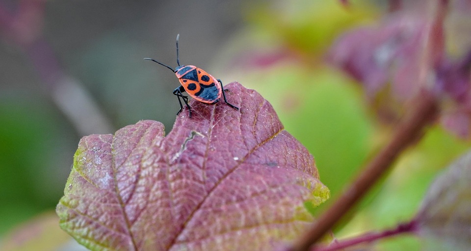 Firebug Insect Plant European - Free photo on Pixabay - Pixabay