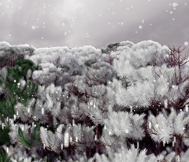 木 雪 冬 - Pixabayの無料写真 - Pixabay