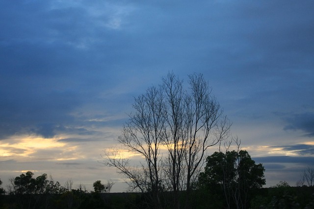 Sunrise, Árvore, Hora Azul, Pôr Do Sol
